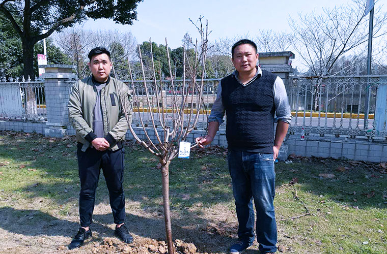 陽春三月，植樹護綠，智云集思在行動